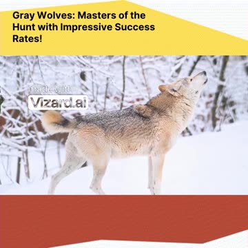 Discover the Hunt: Gray Wolves' Masterful Tactics! 🐺✨