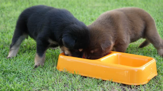 Cute Puppy Drinking Milk In Pet Plate