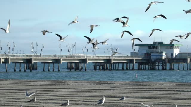 Beautiful birds when in groups