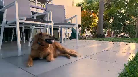 Funniest & Cutest #2 - Funny Puppy Videos 20221Baby Dogs 🔴 Cute and Funny Dog Videos Compilation #2