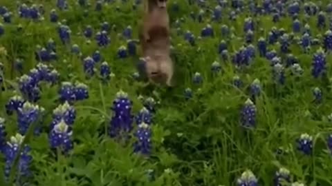 Cute Dog jumping at garden
