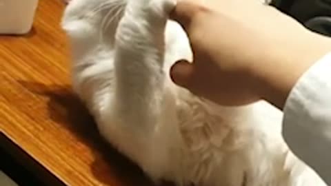 A cat that eats a human finger