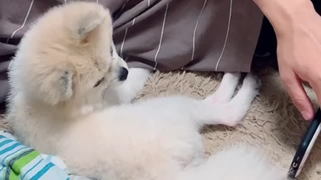 The puppy plays the cell phone with the owner.