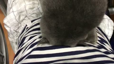 The cat is using his head to massage the belly for the owner