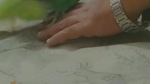 parrot playing with hand