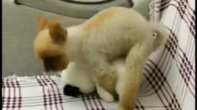 This dog did not get married for a long time