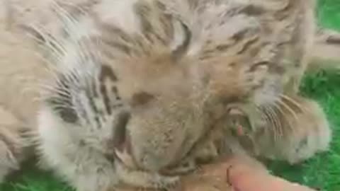 Cat funny video cat's meow meow meow 😺😺😻 tiger 🐯🐅