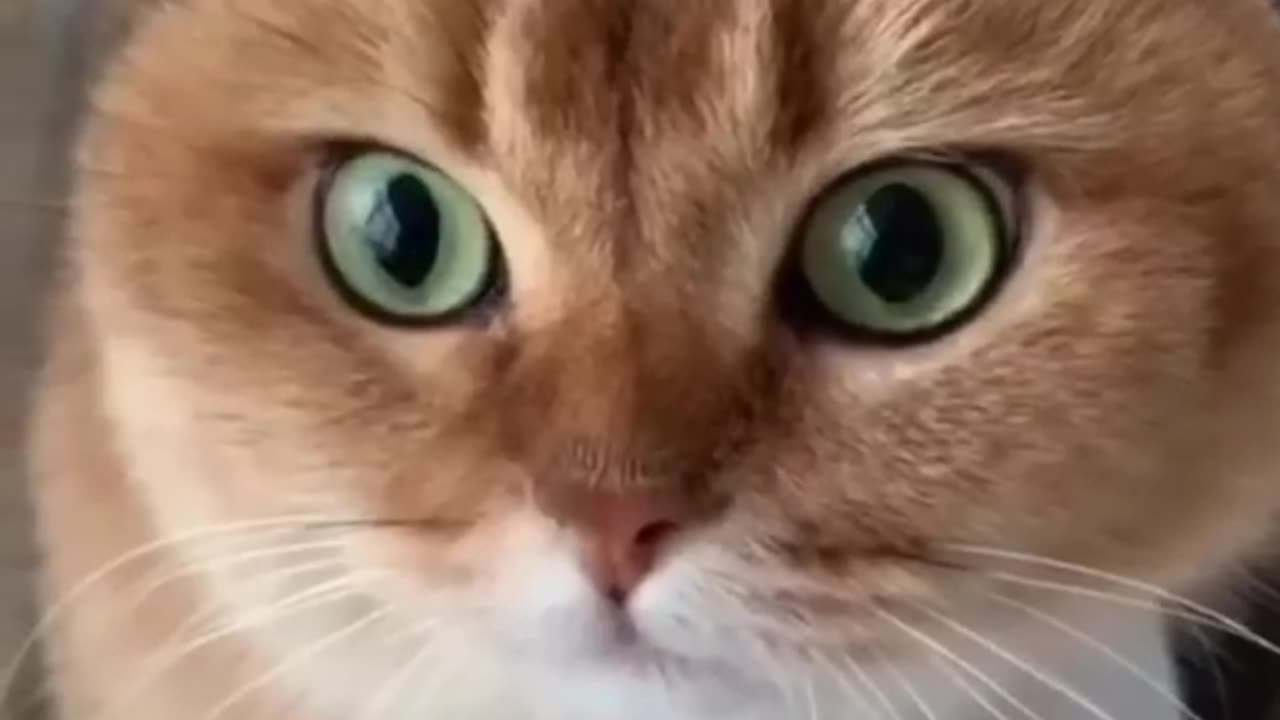 Funny Animals Videos 😂 - Funniest Cats and Dogs 😸🐶 176