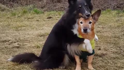 Black white dog hugs brown dog in forest