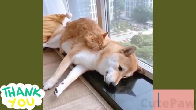 Cute cats - Funny cats - Cat Videos Compilation - Healthy Cats - Funniest Cats Animal Videos