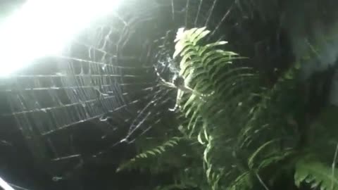 Filming a spider garden and its webs with a flashlight during the night [Nature & Animals]