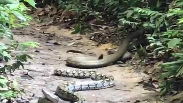 King Cobra Doesn't Waste Time Attacking Python