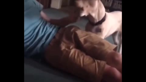 Funny dog for boy 😂🤣😂