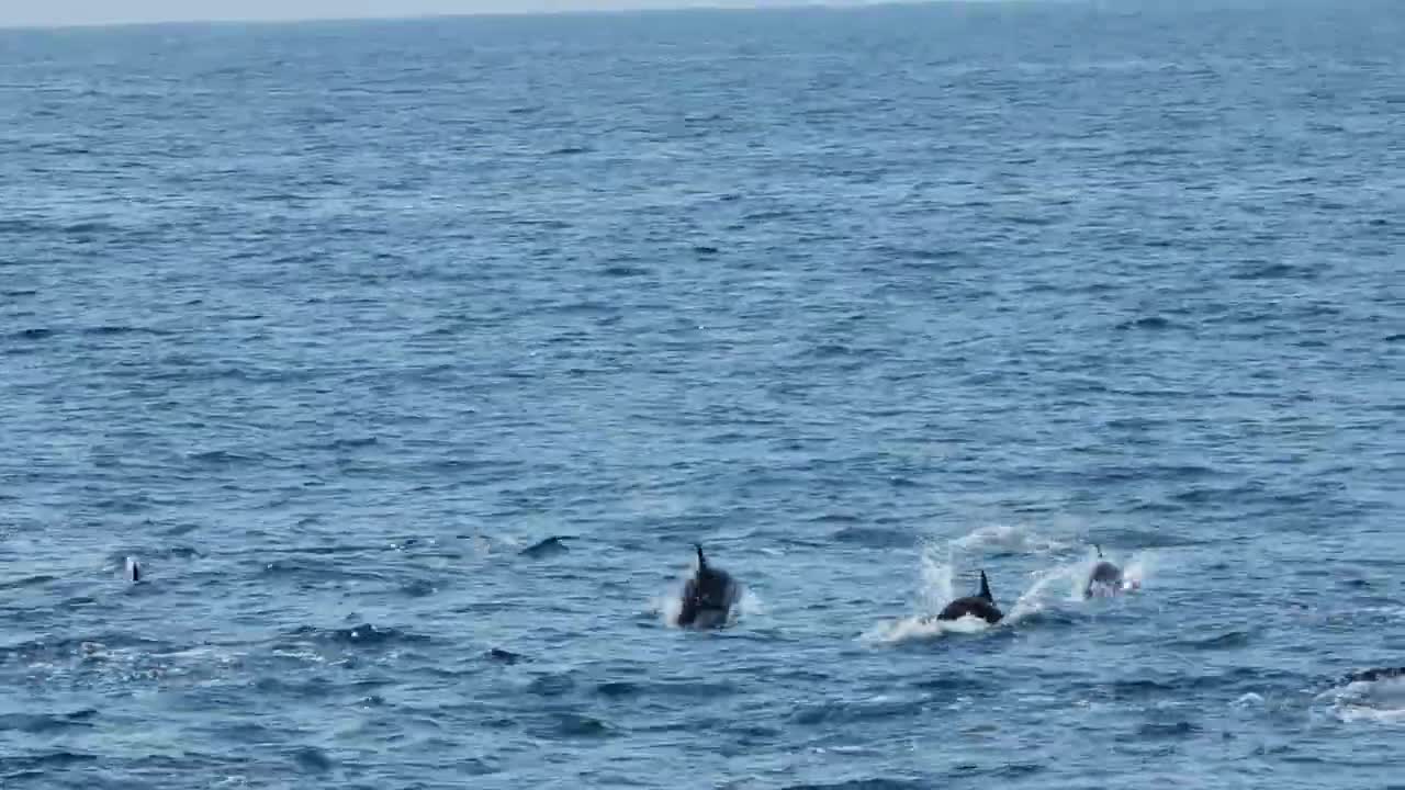 Dolphin Stampede