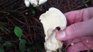 Oyster or Hedgehog mushroom?