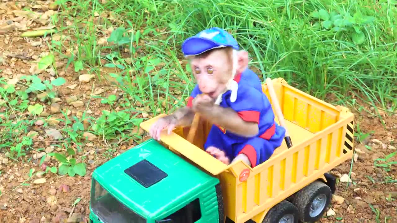 Satisfying video Cute animals - Zozo Monkey have new hat and harvest Corn For Duckling , chick