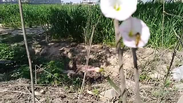 Beautiful flower with insect on top