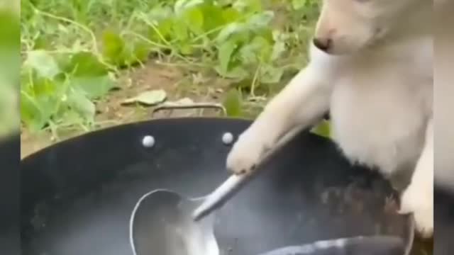 Cute dog cooks fish for dinner