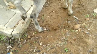 Donkey Kicks Dog