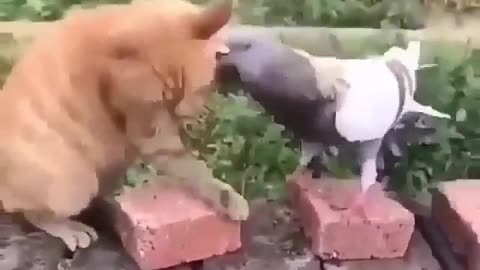 Cat vs Pigeon