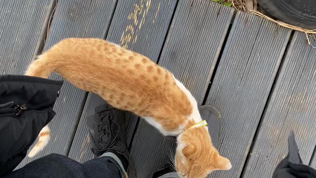 Some korean street cat is around for a korean guy