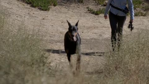 ALL ABOUT LIVING WITH DOBERMAN PINSCHERS