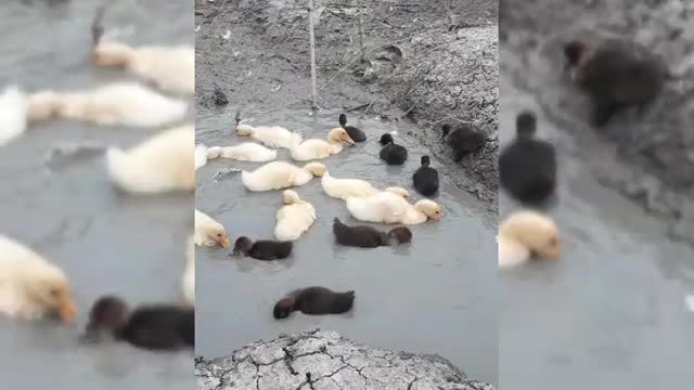 flock of ducklings