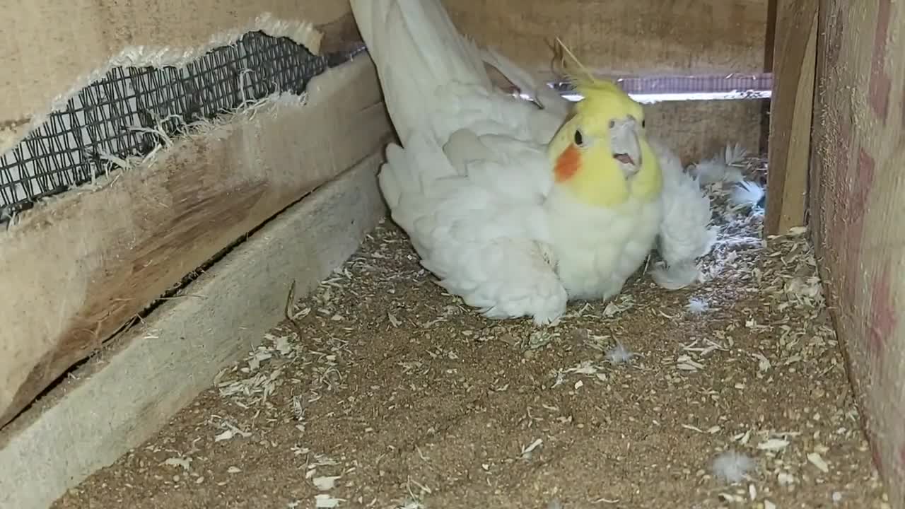 Cockatiel eggs | Cockatiel breeding setup | Cockatiel Egg Hatching