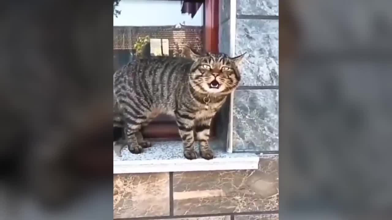 Funny talking cats!!!? Funny videos