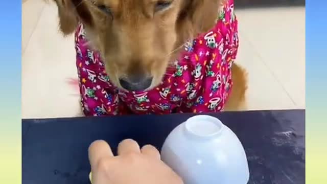 11 Funny and Cute Dog Video Compilation