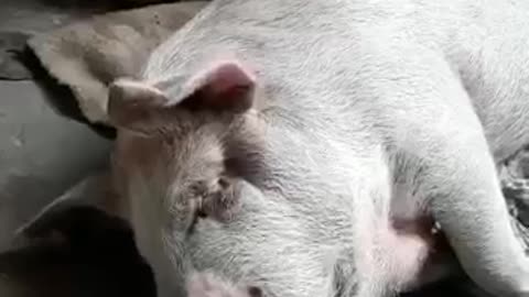 Pig dreaming