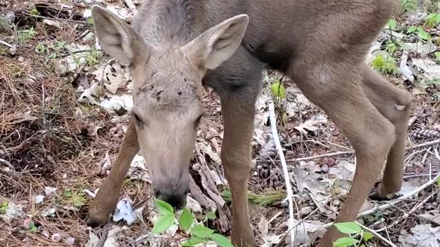 Baby Moose Mistakes Man for Its Mom