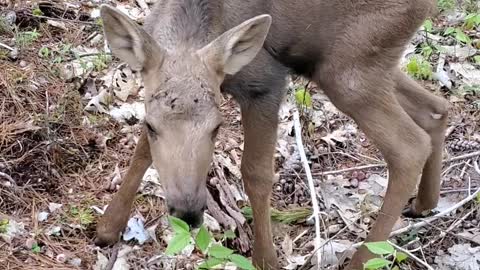 Baby Moose Mistakes Man for Its Mom