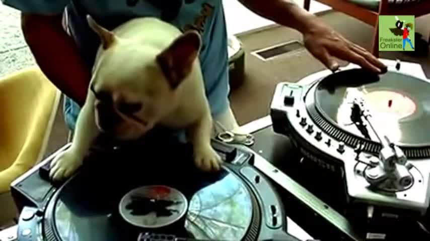 Puppy dj