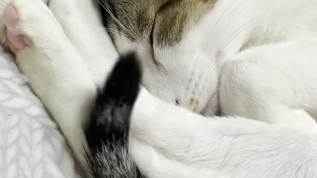 A cute cat wags its tail in its sleep.