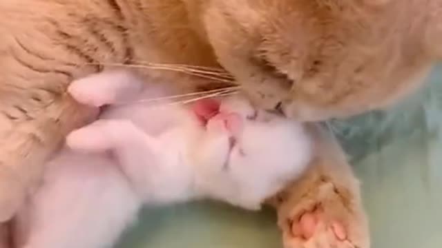 Mother Cat Playing with Puppy