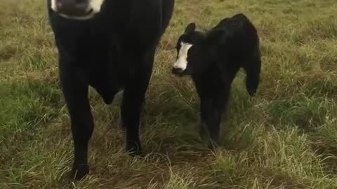 Cow brings her baby over to show it off to owner