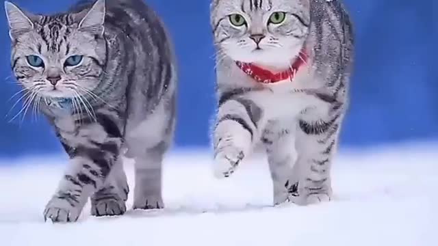 Cat walk