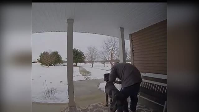The dog broke the pole