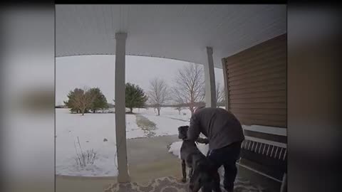 The dog broke the pole