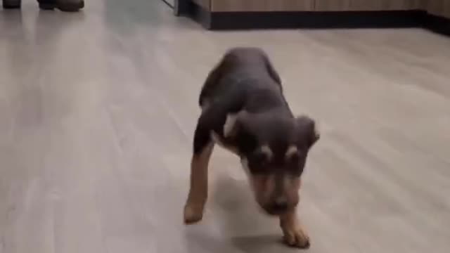 Is She Doing a Dance 🐕🐕
