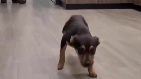 Is She Doing a Dance 🐕🐕