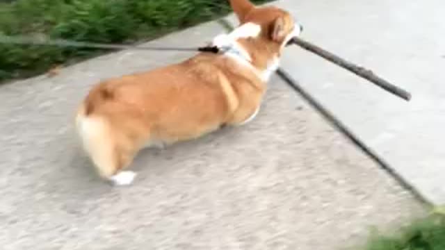 Corgi takes big stick home