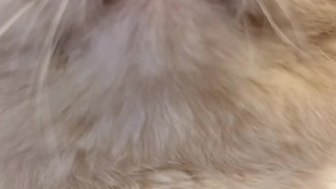 Isn’t such a close-up your favorite shot of Cash?