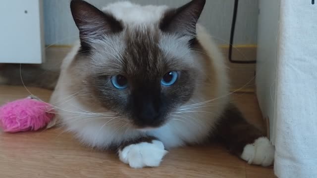 Eye contact with a cute cat