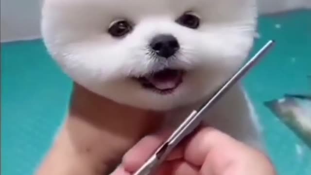 Cute Adorable Puppies | Funny Dog Videos | Cute Animals Videos