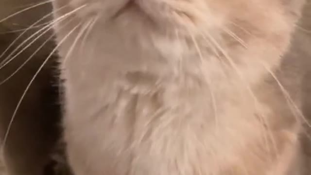 fun cat🐈🐈🐈🐈🐈