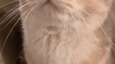 fun cat🐈🐈🐈🐈🐈
