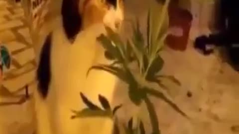 How I lost my Weed harvist