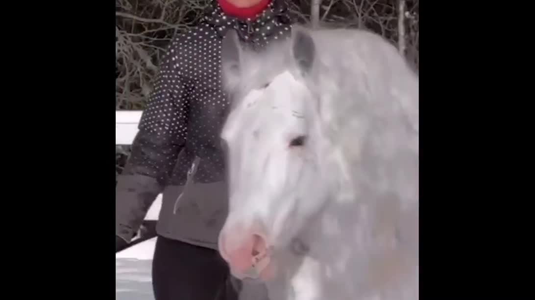 horse trainer donating a horse